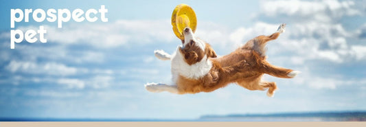 Get Moving - Ways to Stay Active with Your Dog