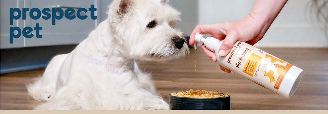 Shellfish-Free Glucosamine for Dogs: The Complete Guide to Joint Health and Mobility Support