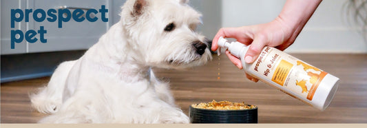 Shellfish-Free Glucosamine for Dogs: The Complete Guide to Joint Health and Mobility Support