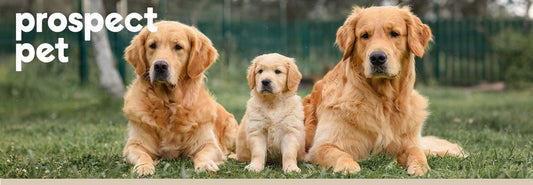 Glucosamine for Every Stage: Supporting Puppies, Adults, and Senior Dogs