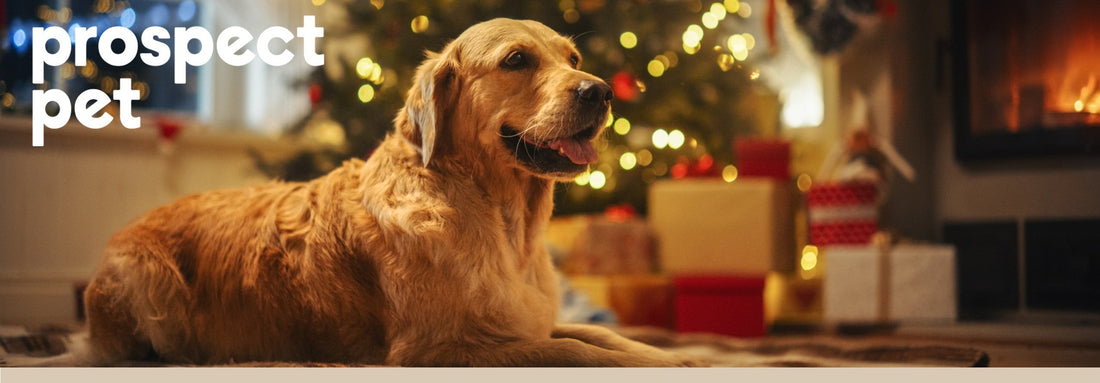 Keep the Holidays Merry and Safe: Christmas Safety Tips for Dogs