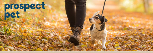 Easy Resolutions for Healthier & Happier Dogs