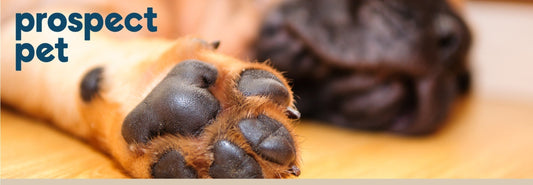 Keep Your Dog’s Paws in Top Condition Year -Round: The Benefits of Beeswax-Free Paw Care