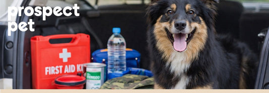 Protecting Your Dog in an Emergency: Why Planning Ahead Matters