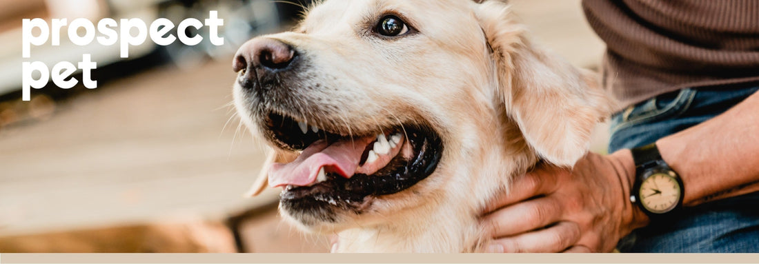 Celebrate Senior Pet Wellness Month! Keep That Tail Wagging with Simple At-Home Tips