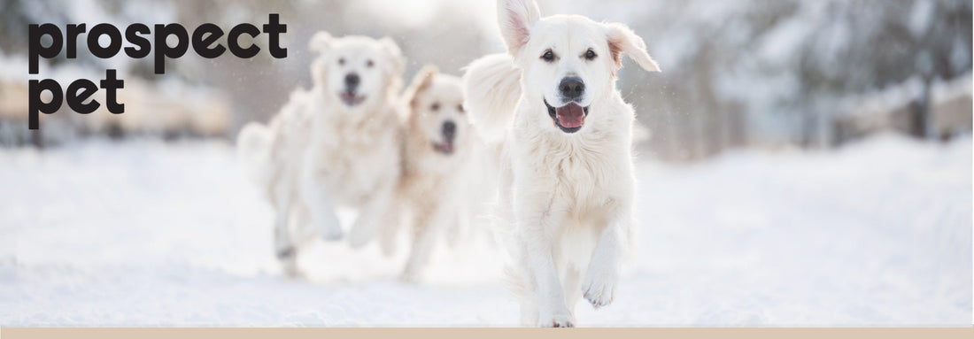 Keeping Dogs Safe, Healthy and Comfortable in Cold Weather