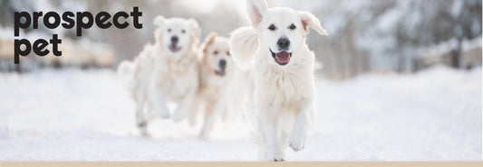 Keeping Dogs Safe, Healthy and Comfortable in Cold Weather