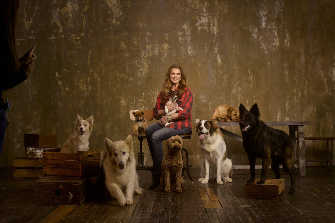 Trust, Transparency Draw Brooke Shields to Pet Industry, CBD Health Sector